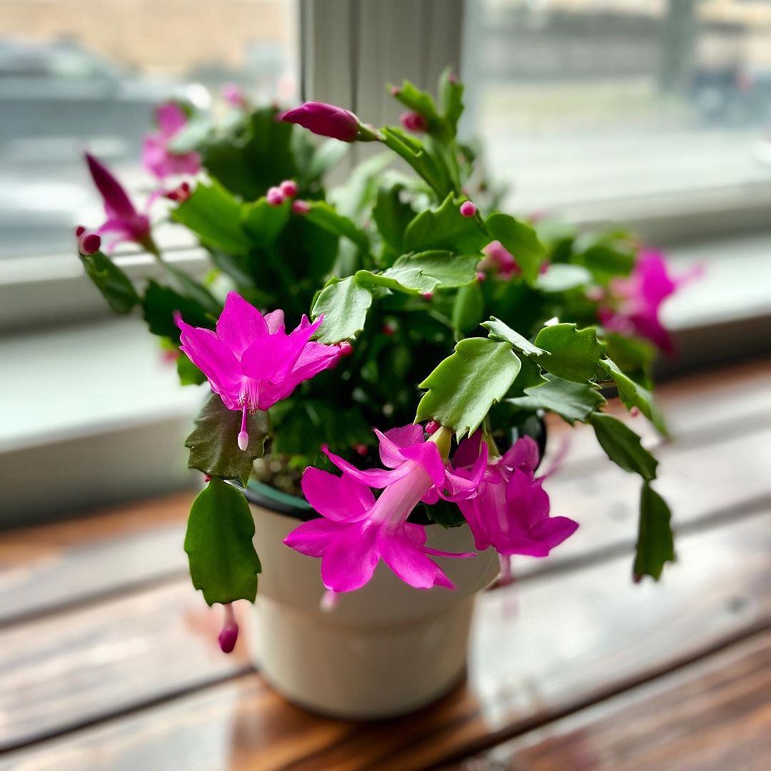 Personalized False Christmas Cactus Care: Water, Light, Nutrients | Greg App