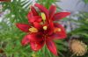 17 Types of Red Lily Varieties For Your Flowerbeds