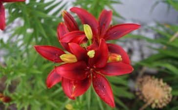 17 Types of Red Lily Varieties For Your Flowerbeds