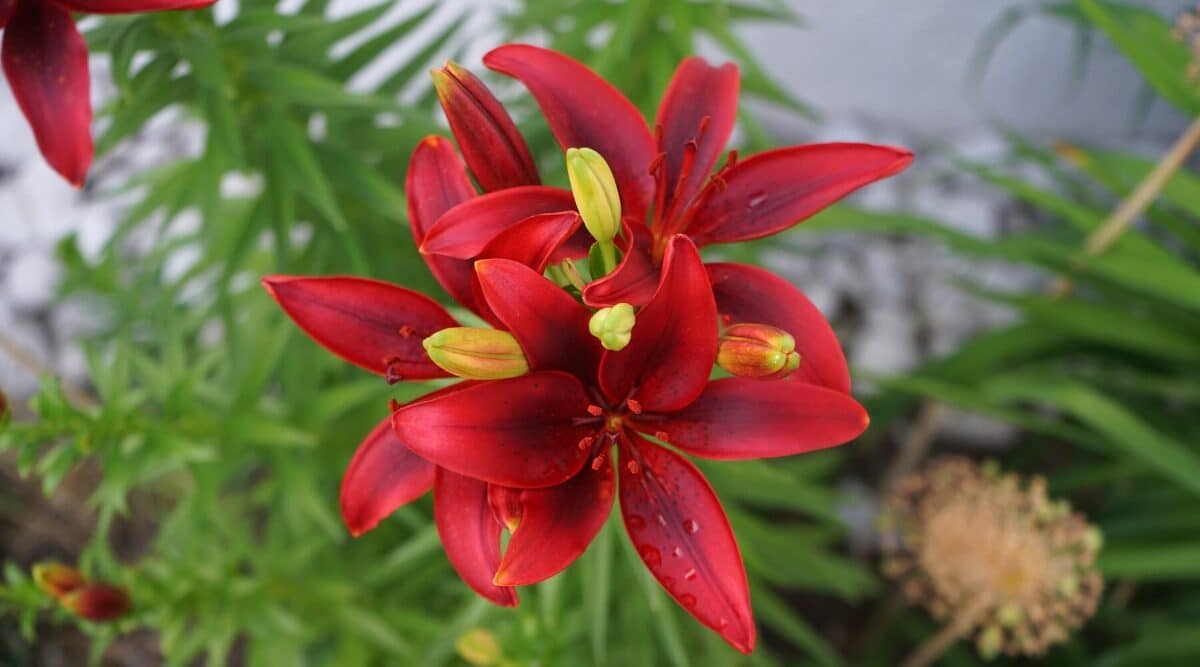 17 Types of Red Lily Varieties For Your Flowerbeds