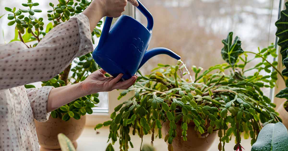 How to Save an Overwatered Christmas Cactus | Gardener's Path