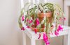 How to Care for Christmas Cactus