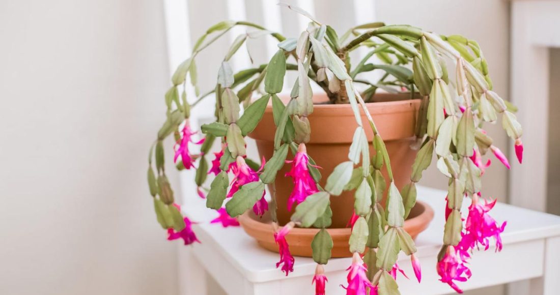 How to Care for Christmas Cactus