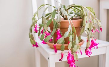 How to Care for Christmas Cactus