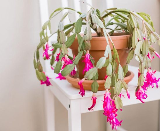 How to Care for Christmas Cactus