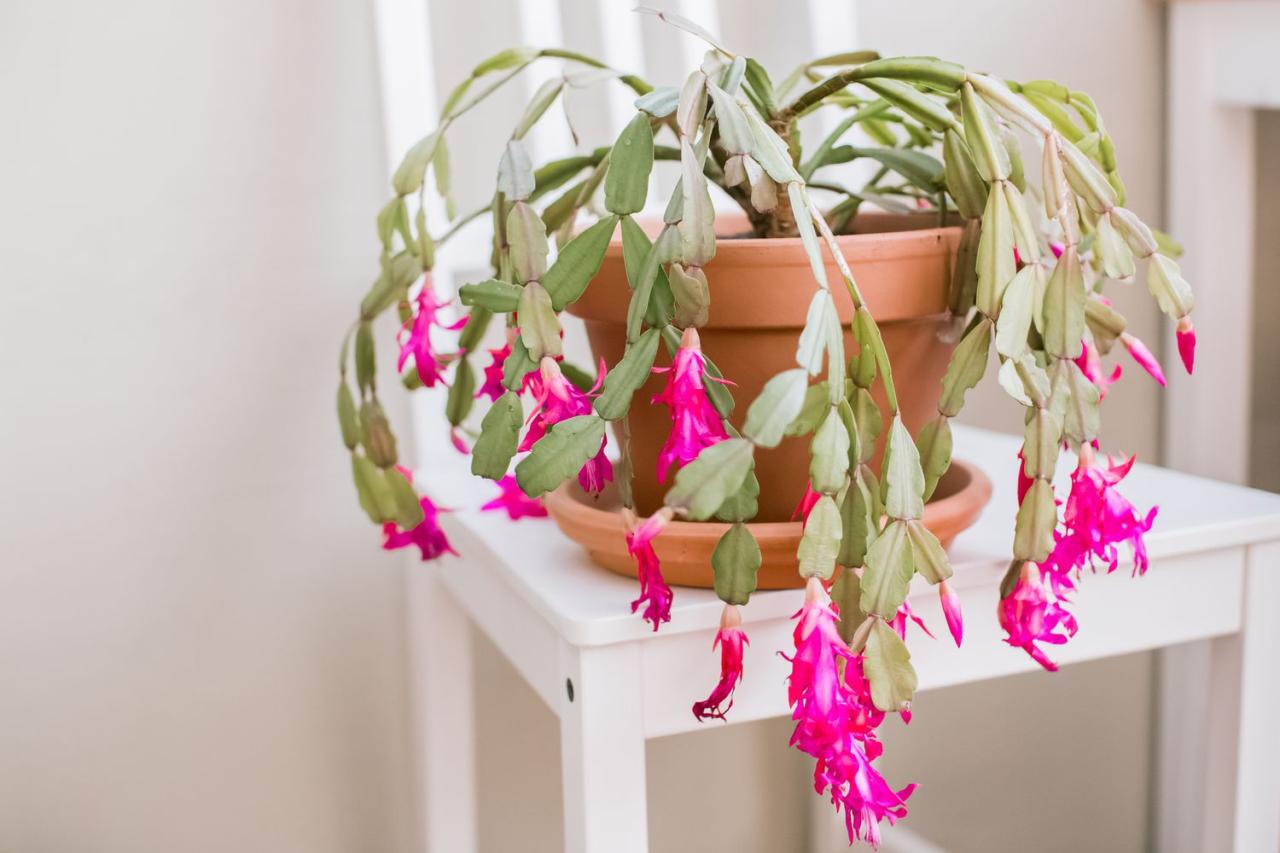 How to Care for Christmas Cactus