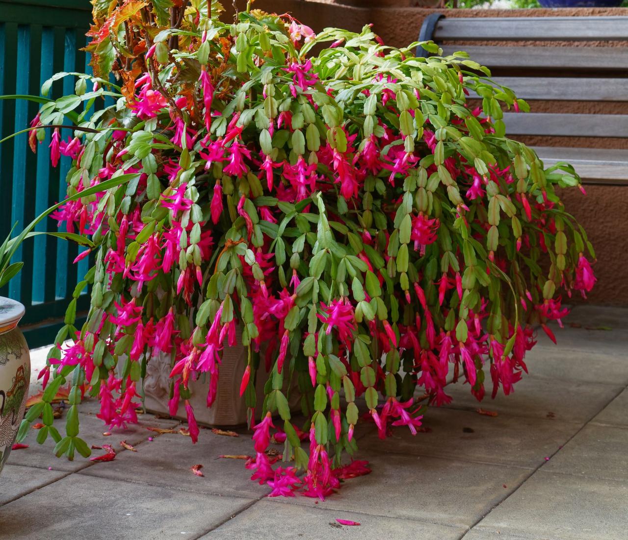 Thanksgiving cactus vs Christmas cactus - How to Tell Holiday Cacti Apart