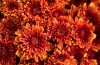 Chrysanthemum Care - Tips For Growing Mums In The Garden