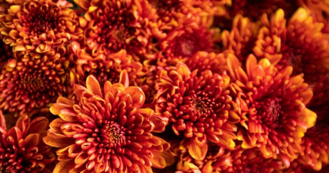 Chrysanthemum Care - Tips For Growing Mums In The Garden