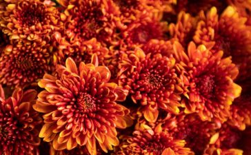 Chrysanthemum Care - Tips For Growing Mums In The Garden