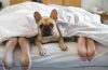 Should Pets Sleep With You | Dog Sleeping in Bed