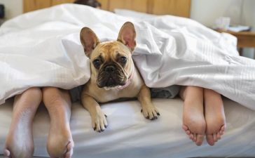 Should Pets Sleep With You | Dog Sleeping in Bed