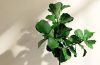 Caring for Your Fiddle Leaf Fig Will Be Easy With This Guide