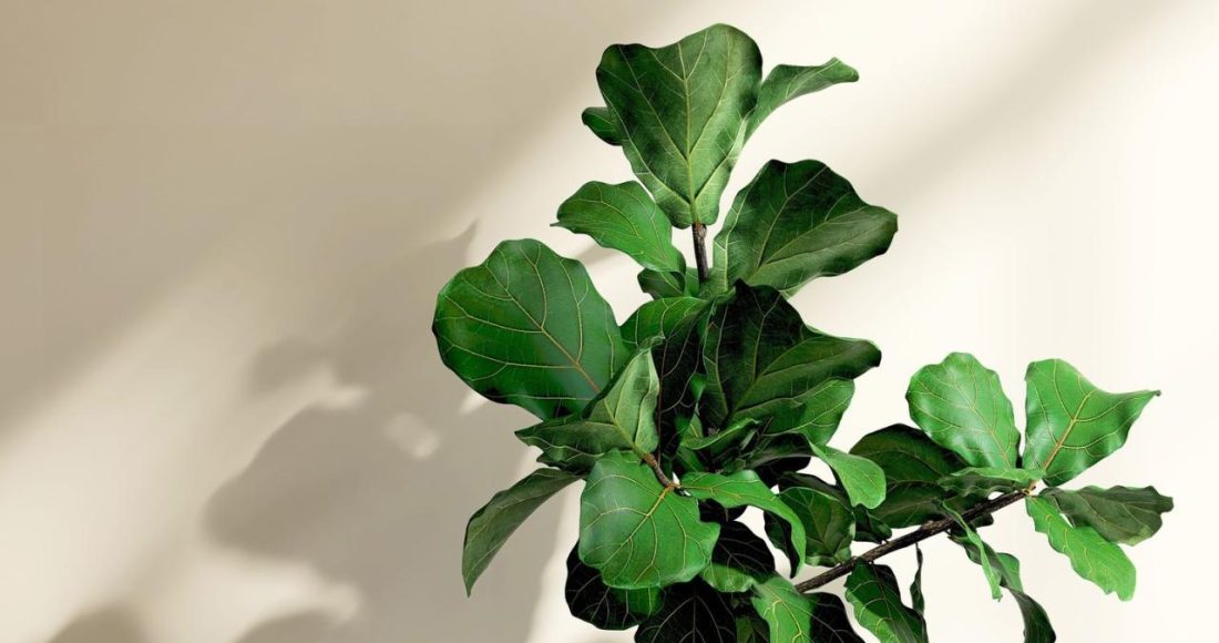 Caring for Your Fiddle Leaf Fig Will Be Easy With This Guide