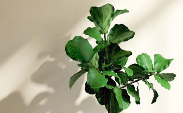 Caring for Your Fiddle Leaf Fig Will Be Easy With This Guide