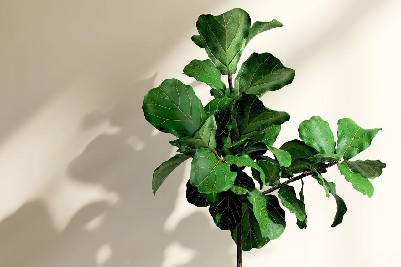 Caring for Your Fiddle Leaf Fig Will Be Easy With This Guide